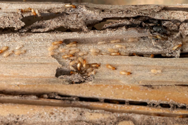 Palmyra, MO Pest Control Company